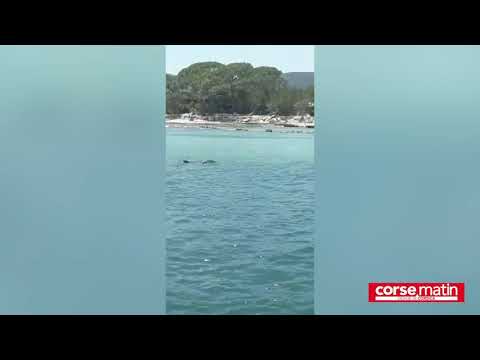 Un dauphin désorienté dans la baie de Santa Giulia