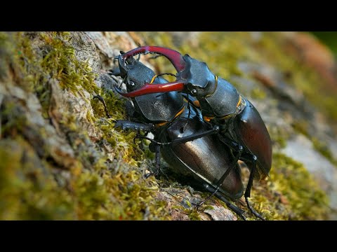 Roháč obyčajný (Lucanus cervus) — terárium, kŕmenie a správanie