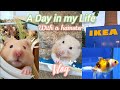 A Day In My Life With a Hamster! // Vlog - IKEA, Pet shop, Cage Upgrade + Homework 🐹🍄🌿
