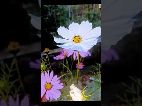 Beautiful flowers #sorts #flowers