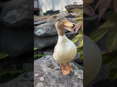 Call ducks gonna call 📞 🦆 #DunkinDucks #CallDucks #Pets #Animals #FarmAnimals #Quack #DuckCall