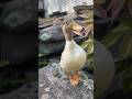 Call Ducks Gonna Call DunkinDucks CallDucks Pets Animals FarmAnimals Quack DuckCall