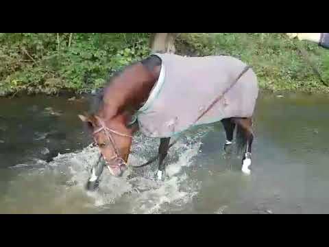 Hengst von Feedback aus der Verb.Pr.St. Lady Gamo von Lanciano /Ferragamo . Beim spielen 😊