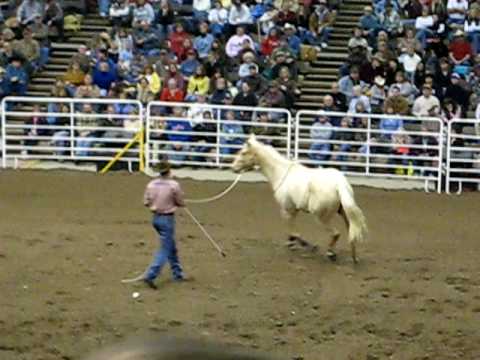 Clinton Anderson "Yield on the Lunge Line"