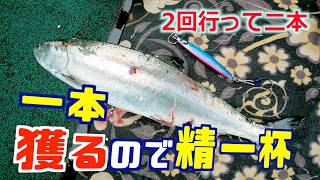 【桜鱒】チョー厳し〜い‼︎数少ないアタリに決して心折れてはいけないという修行をしてきた
