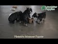 Miniature Schnauzer dogs for sale: Derek - Video 1