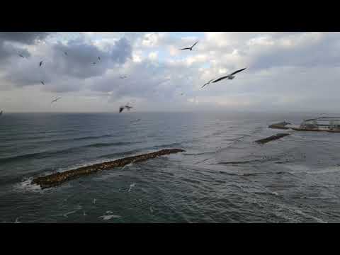 Mavic Air 2 VS seagulls