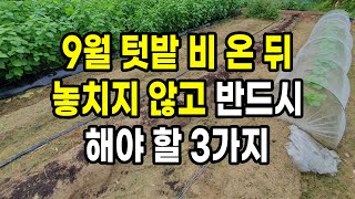 9월 텃밭 비온뒤 놓치지 않고 반드시 해야 할 3가지