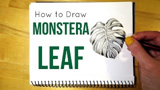 How to Draw a Monstera Leaf || Leaf Drawing in Pencil
