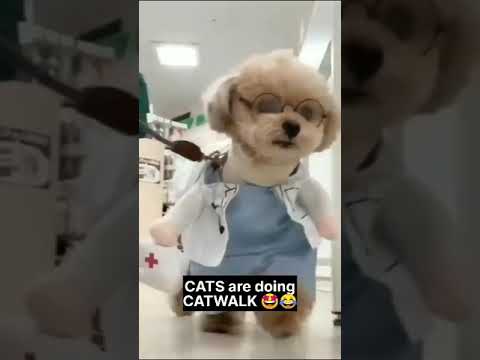 #Cute cat doing modeling#extinct or alive#extinct animals found alive# extinct animals