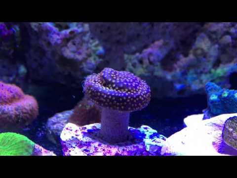 Sweet Chalices Added To My Reef Tank - WWC Live Sale Unboxing