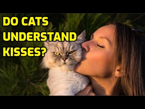 Do Cats Understand We Love Them When We Kiss Them?