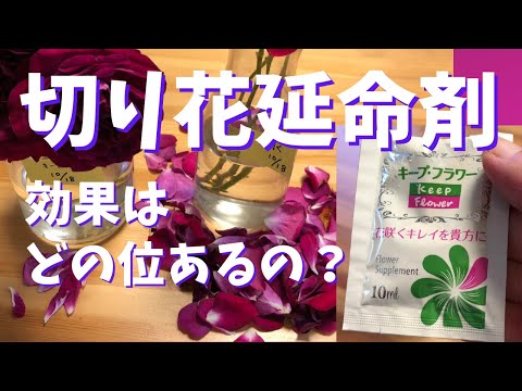 園芸 切り花の保存