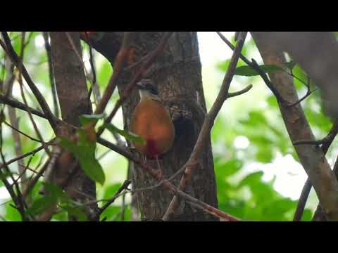 Pita mangrovová (Pitta megarhyncha) — biotop a pohyb