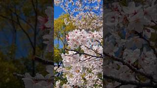 2025年の桜🌸