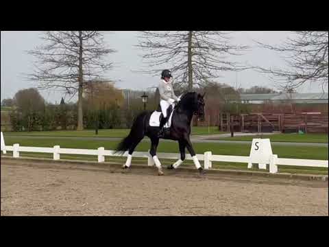 Hengstenstation van Uytert - Ladignac