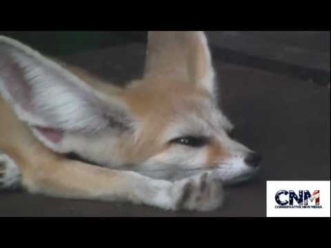 Cute Little Fennec Fox with Big Ears in 1080P HD - by John D. Villarreal