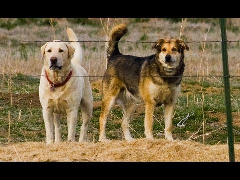 Will Dogs Be Banned In Iran For Being 'Un-Islamic'?