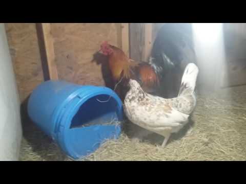 Hatch rooster over Butcher pullets