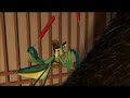 The Rescuers Disneystyle8 Style Part 14 Mantis Gets Chased By Fox Cat Tiger Lion And Luicfer