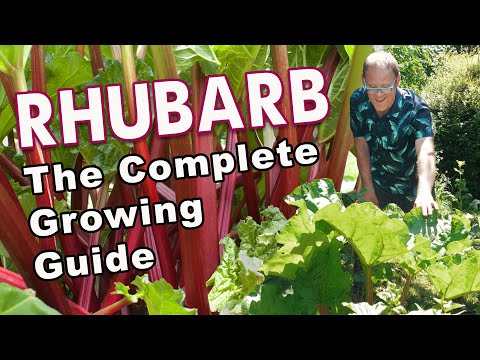Rhubarb: From Planting To Harvest ❤️ 💚