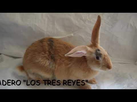 CONEJO ARLEQUIN
