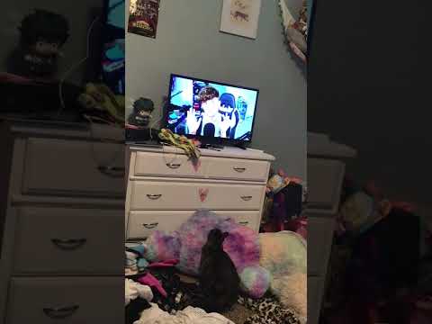 My cat is watching @Caylus