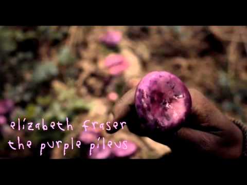 elizabeth fraser | the purple pileus