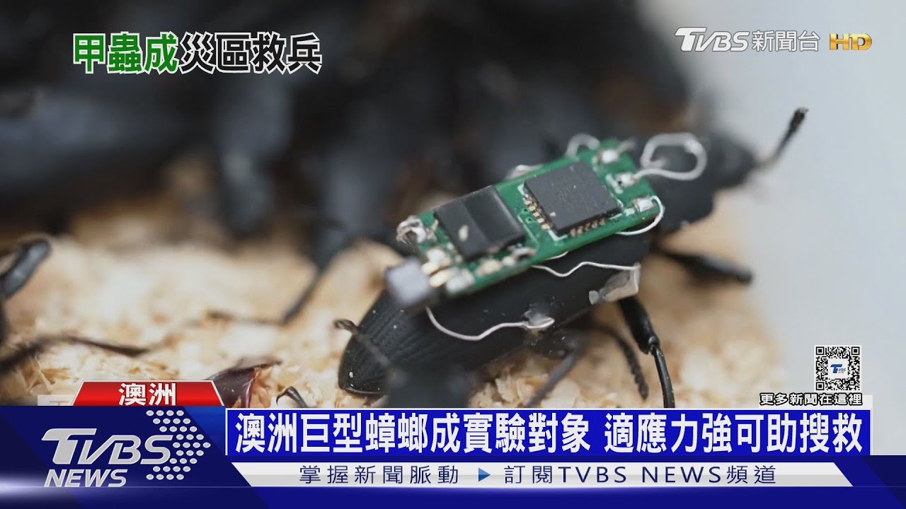 小強將變救命英雄！澳洲研究「半機昆蟲」搜救軍