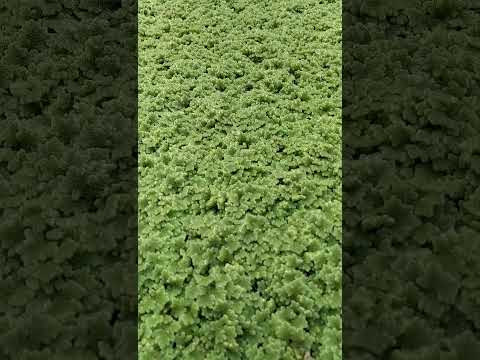 jual rumput azolla terlaris, untuk pakan ternak dan ikan