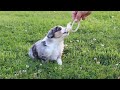 Miniature Australian Shepherd dogs for sale: Daisy - Video 1