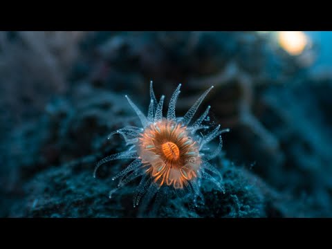 Gombessa VI Mission Cap Corse  - Episode 03