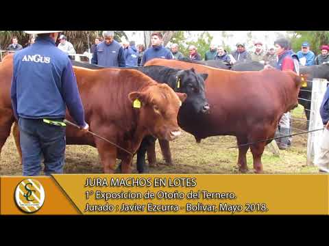 17-05-18 Jura de Machos en Lotes - Exposición Angus de Otoño Bolivar 2018 - Bolivar