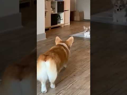 my dog works with me so helpful❤💖 ho