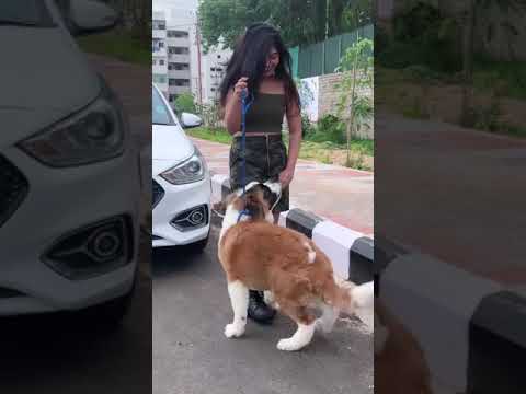 #kristen ravali dog new Instagram viral reels