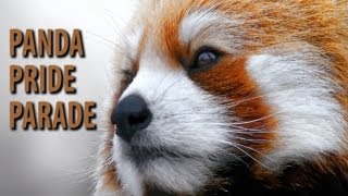 Red Panda Pride Parade - The Epic Song