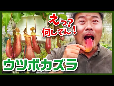 園芸 ピッチャープラント、パープルピッチャープラント