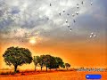 Panchi Sur Me Gate Hai Whatapp Status ️ ️ Oldisgold Nature