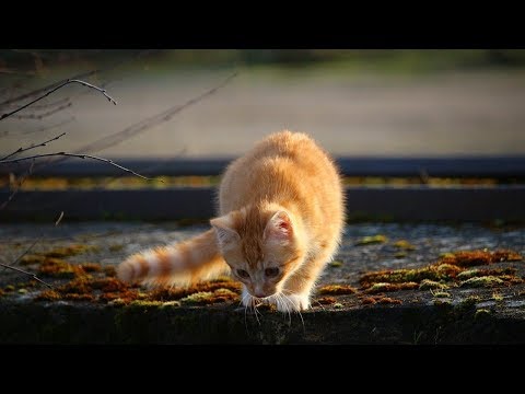 How to Keep a Cat from Running Away when It Is Moved - Moving Your Cat