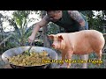 Daging Babi Hutan Masak Daun Papaya Kicap // Resepi Citarasa Orang Kampung Pasti Memikat Hati…//