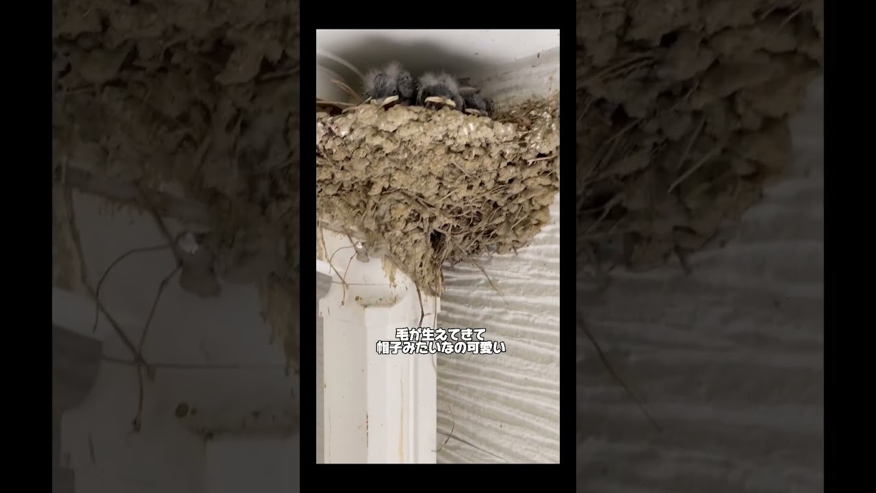 ツバメ一家が引っ越してきた！