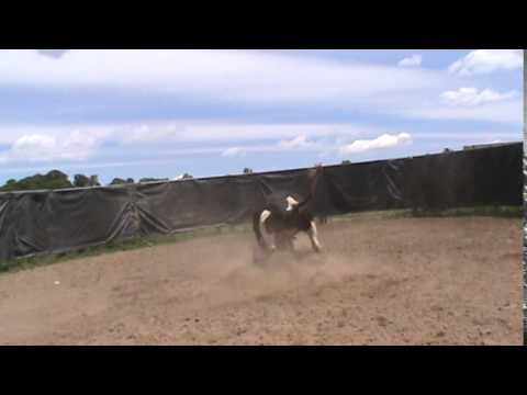 553 Hobo x 315 Panhandle Slim