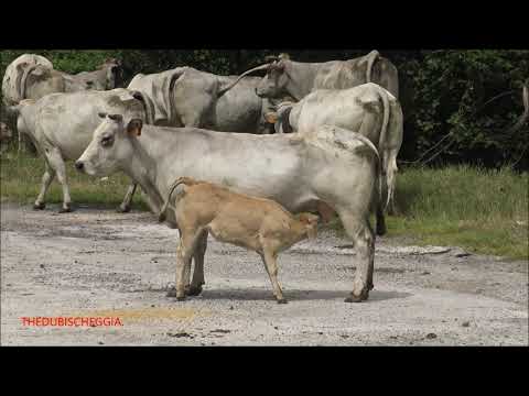 UN VITELLINO CHE SI ALLATTA.  SAB. 19 - 6 - 2021.