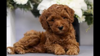 Video preview image #1 Goldendoodle (Miniature) Puppy For Sale in EAST EARL, PA, USA