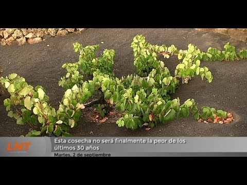 Esta cosecha no será finalmente la peor de los últimos 30 años