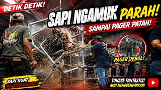 Download lagu SAPI NGAMUK || sang monster mematahkan pagar besi kontes sapi Blitar #sapingamuk #kontessapi#viral mp3 Download lagu SAPI NGAMUK || sang monster mematahkan pagar besi kontes sapi Blitar #sapingamuk #kontessapi#viral mp3