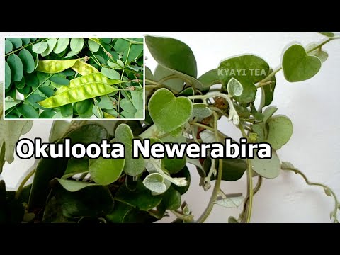 Okuloota Newerabira Byoloose Eddagala Lirino