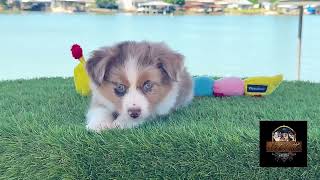 Video preview image #2 Miniature Australian Shepherd Puppy For Sale in GRANBURY, TX, USA