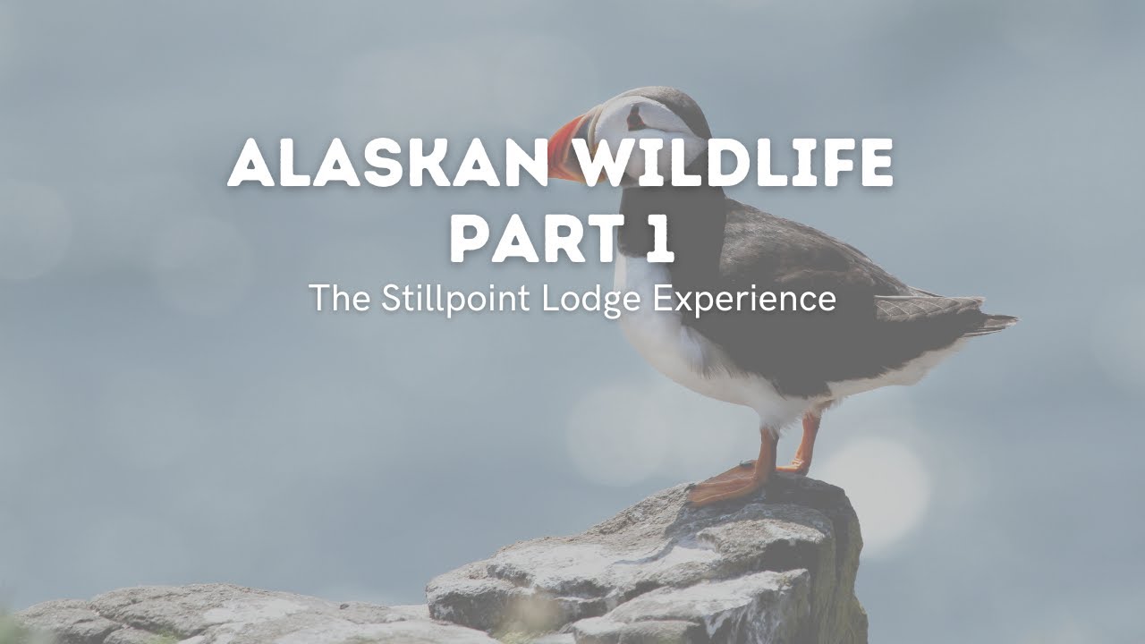Introducing...
 The Stillpoint Lodge Experience!