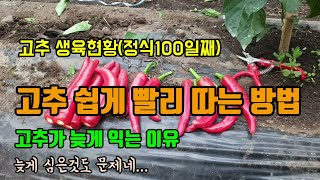 고추농사 고추 쉽고 빨리 수확하는 방법과 2가지 품종의 생육현황(정식100일째) 고추가 늦게 익는 이유